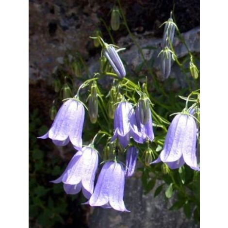 Campanule fluette Godet de 8/9 cm