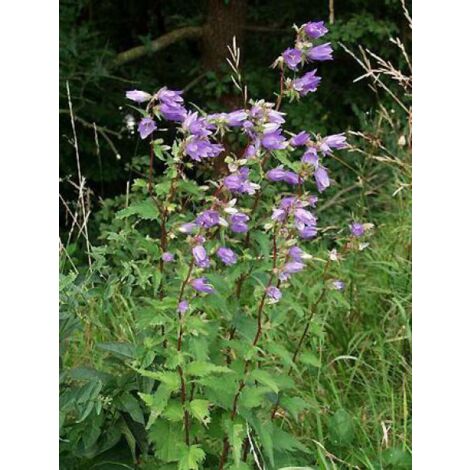 Campanule gantelée Godet de 8/9 cm