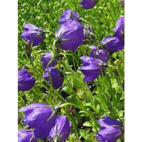 Campanule 'G.F. Wilson' Godet de 8/9 cm