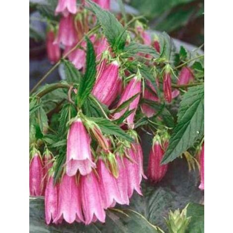 Campanule 'Rubriflora' Godet de 8/9 cm
