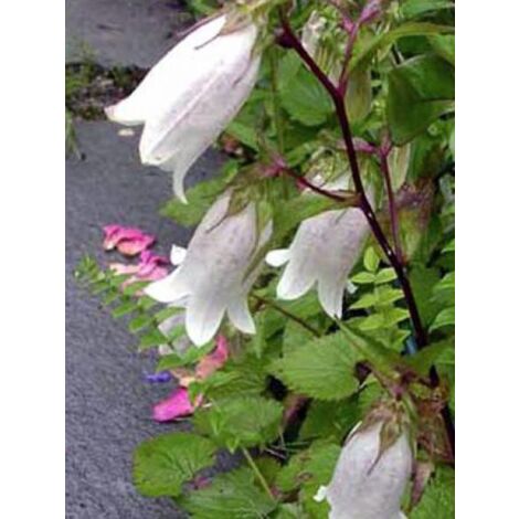 Campanule takesimana 'Alba' Godet de 8/9 cm