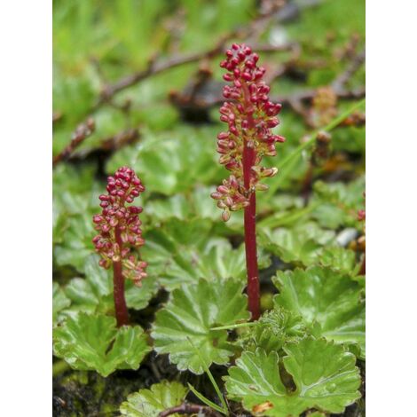Campos des lages magellanica Godet de 8/9 cm