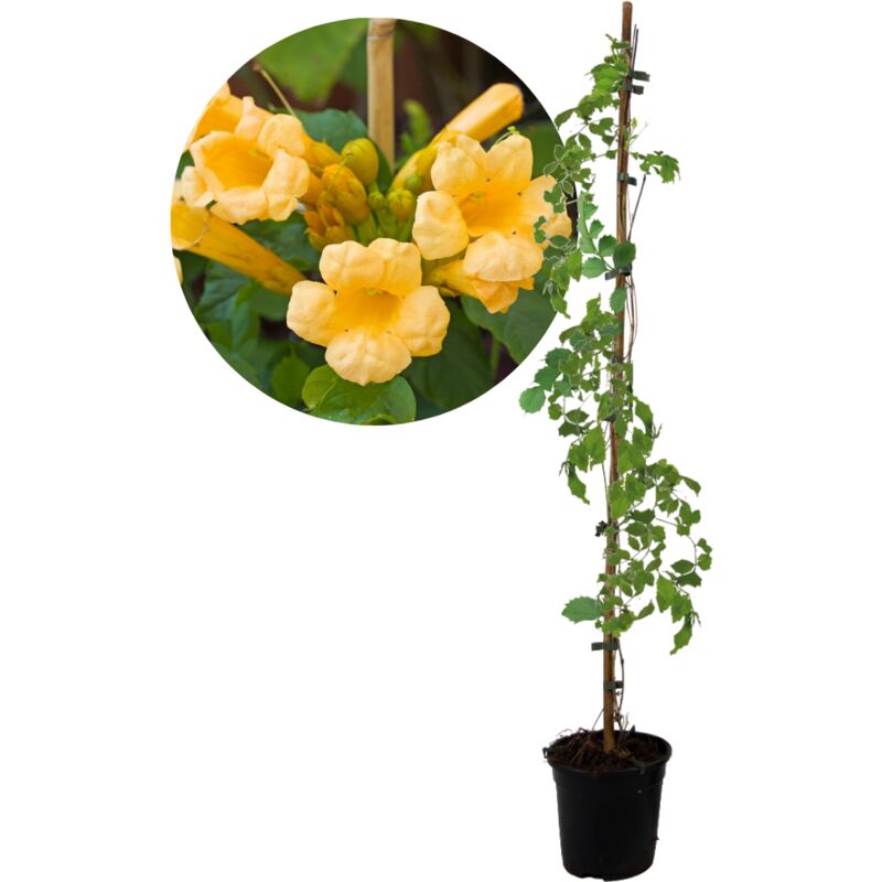 Plant In A Box - Campsis 'Flava' xl - jardin - plante grimpante - 17 cm - H110 cm - Jaune