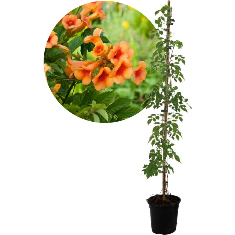 Plant In A Box - Campsis Radicans xl - jardin - plante grimpante - ⌀17 cm - H110 cm - Orange