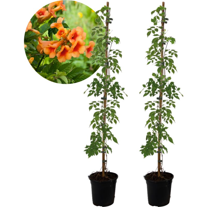 Plant In A Box - Campsis Radicans xl - lot de 2 - plante grimpante - 17 cm - hauteur 110 cm - Orange