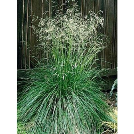 Canche cespiteuse 'Vivipara' Godet de 8/9 cm