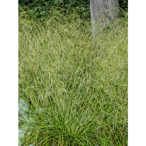 Canche 'Palava' Godet de 8/9 cm