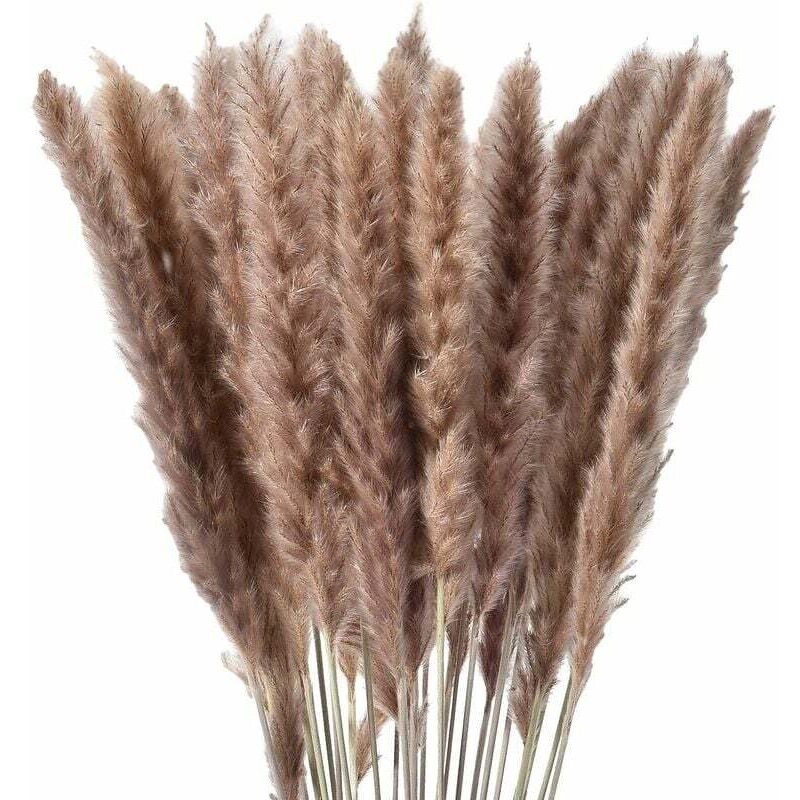 30 x herbe de pampa séchée naturelle, fleurs séchées - Ulisem