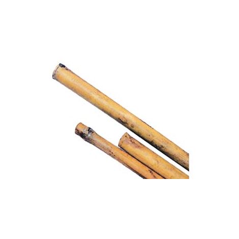CANNA BAMBOO- - mm.22/24 h.210 - 50 pezzi T-REX