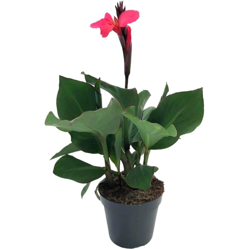 Canna 'Cannova' - Roseau fleuri - Canna Lily Pink - Pot 17cm - Hauteur 35-45cm - Rose