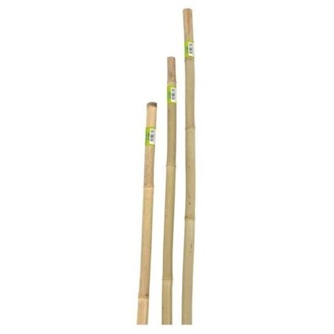 CANNA IN BAMBOO D.22-24 H.210- 1,0 pz