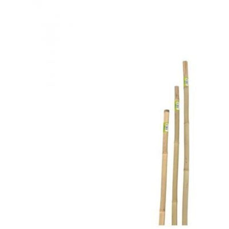 Canna In Bamboo D.22 24 H.240