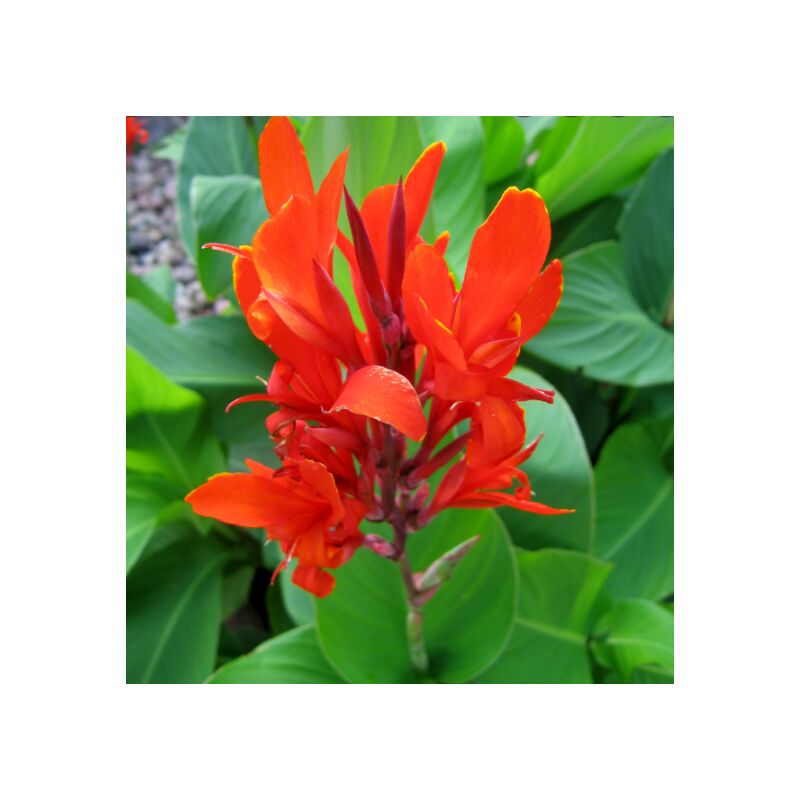 Image of Vivaio Garden Forest - Canna indica rossa, vaso 24cm, foto reali