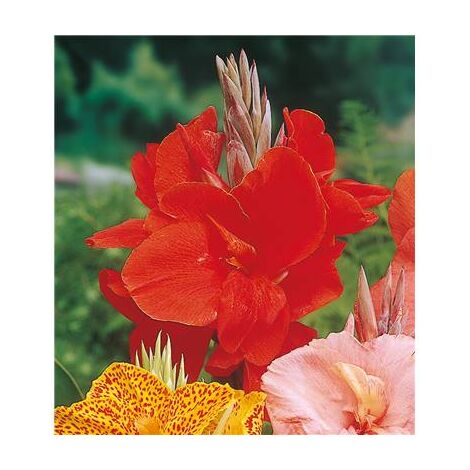 CANNA ROUGE - 1 BULBE - Fleurs ravissantes