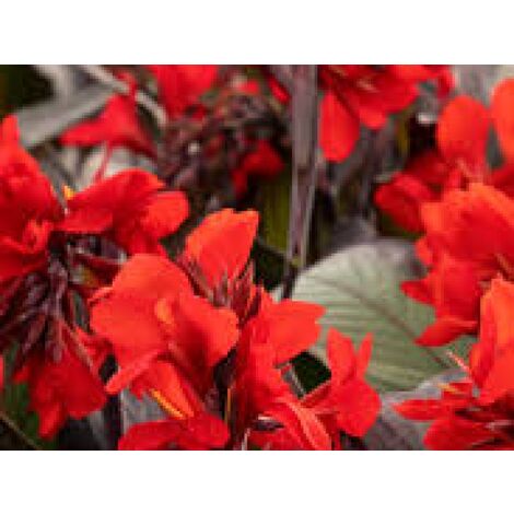 Canna X Generalis Tropical Bronze