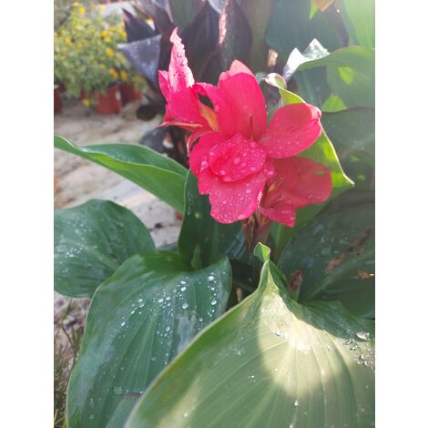 Canna X Generalis Tropical Rose