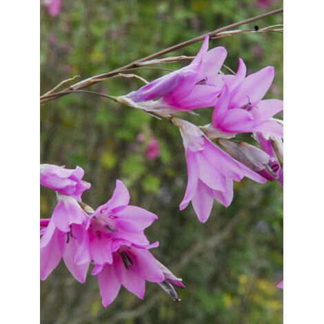 Canne à pêche aux anges 'Pink Rocket' Pot de 2L/3L