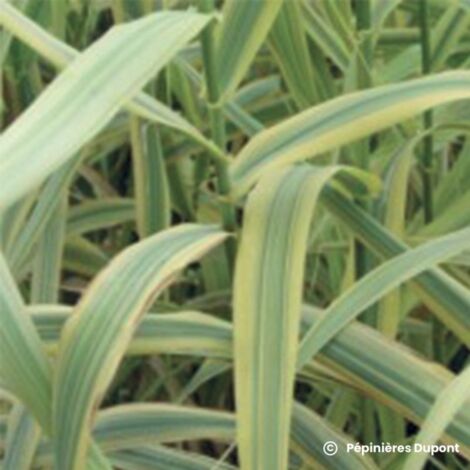 PÉPINIÈRES NAUDET Canne de Provence "Aureovariegata" (Arundo Donax)