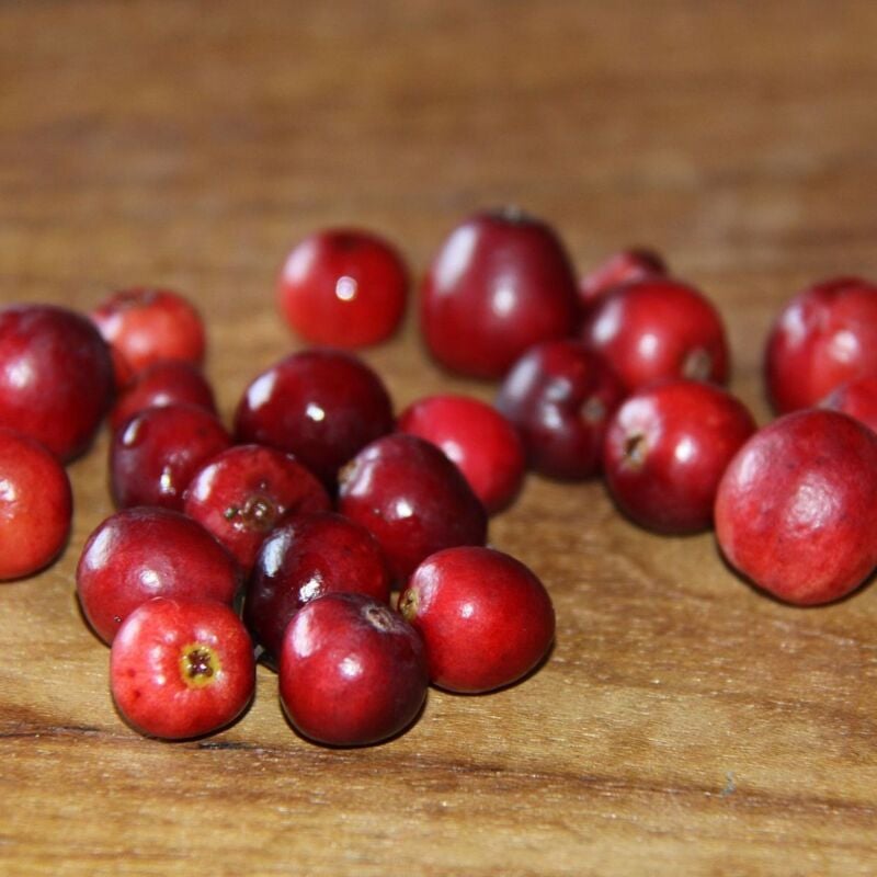 Canneberge à gros fruits, Airelles, Cranberry macrocarpon Howes/Pot de 1,5L - Blanche