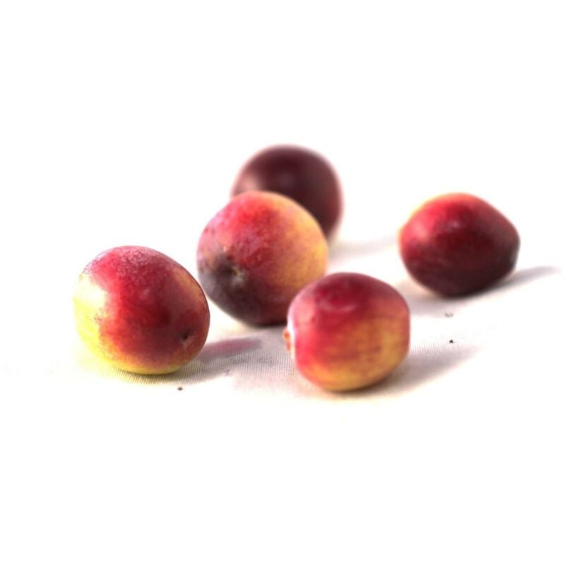 Clematite.net - Canneberge à gros fruits, Airelles, Cranberry macrocarpon Howes/Godet - Blanche