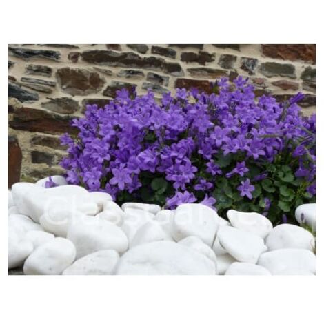 CLASSGARDEN Brillo 40-60 saco 20 Kg