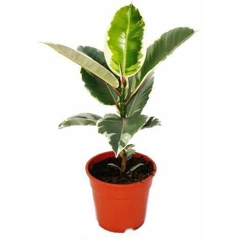Caoutchouc blanc - Ficus elastica "Tineke" - Pot de 17cm