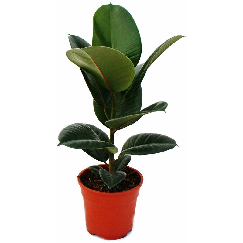 Caoutchouc - Ficus elastica Robusta - Pot de 17cm