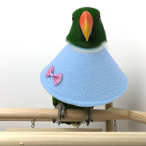 Cape pour oiseaux, cône de protection, collier de maintien du cou pour perroquets