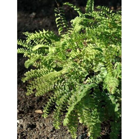 Capillaire 'Imbricatum' Godet de 8/9 cm