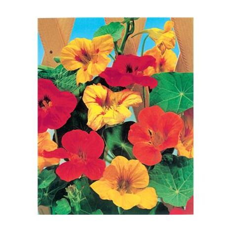 Capucine grimpante – Graines de fleurs 5 g – Plante annuelle grimpante – Fleurs colorées pour treillis et pergolas – Fabre Graines