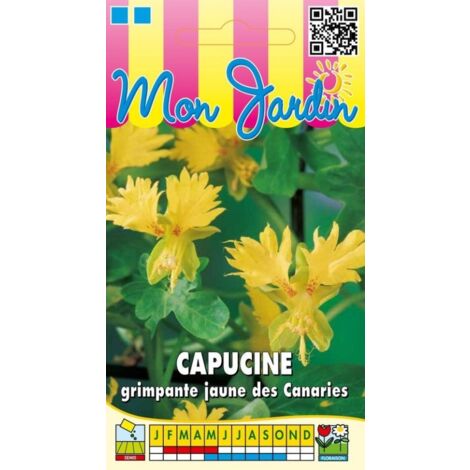 Capucine grimpante jaune des Canaries - 2g