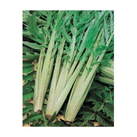 FABRE GRAINES CARDON PLEIN BLANC INERME - 5 G - GRAINES