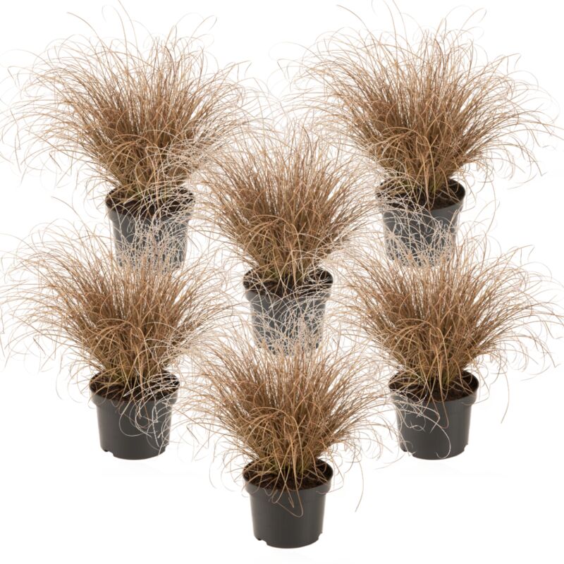 Plant In A Box - Carex Comans Bronco - x6 - Herbe Ornementale - Pot de 10.5 - Hauteur 15-25cm - Vert