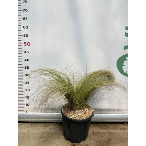 CAREX comans frosted curls pianta graminacea erbacea perenne