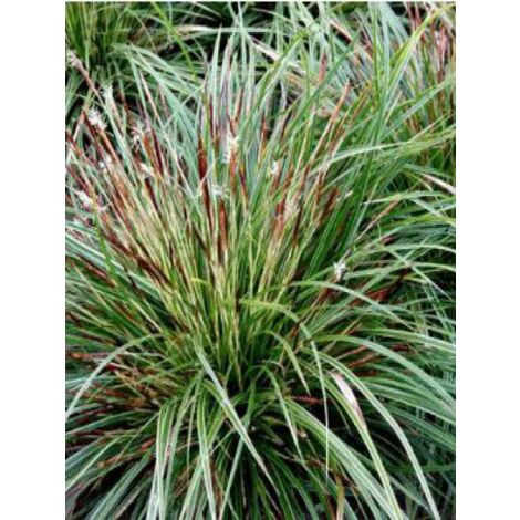 Carex morrowii 'Variegata' Godet de 8/9 cm