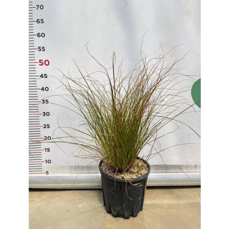 CAREX TESTACEA pianta graminacea erbacea perenne in vaso da 18 cm
