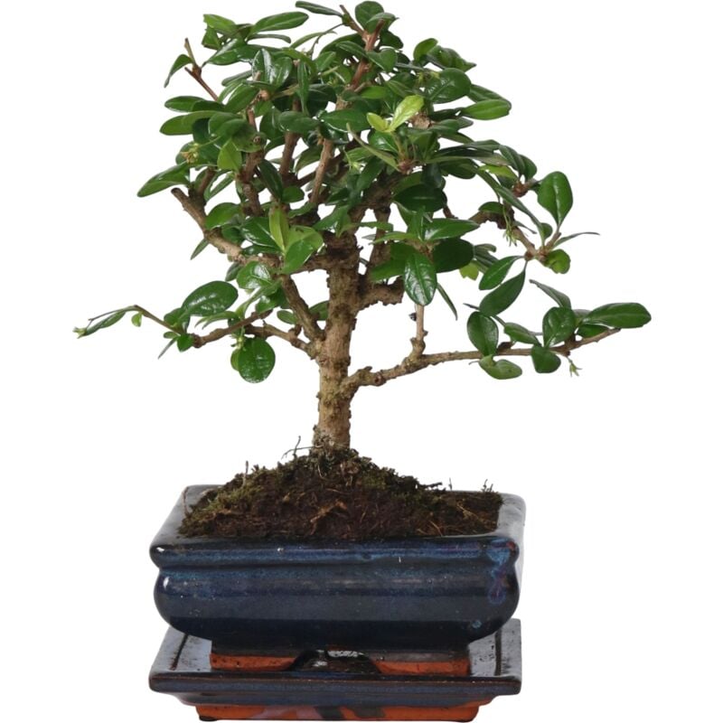 Plant In A Box - Bonsaï - Carmona microphylla - Hauteur 25-30cm - ⌀15cm