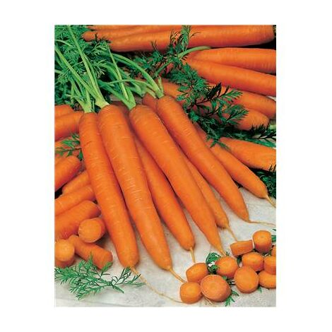 CAROTTE COMTADINE - 10 G - graines