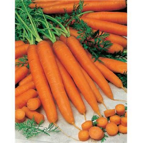 CAROTTE COMTADINE - 5 G - GRAINES DE LÉGUMES