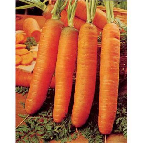 CAROTTE DE CARENTAN DEMI LONGUE - 10 G - graines