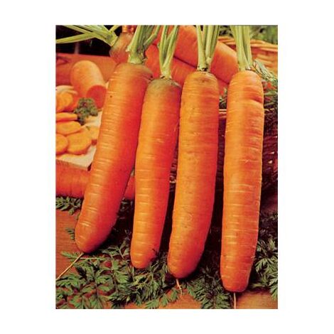 CAROTTE DE CARENTAN DEMI LONGUE - 5 G - GRAINES