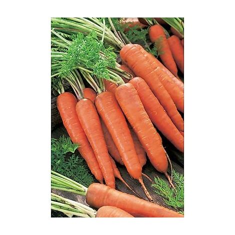 CAROTTE DE COLMAR 2 A COEUR ROUGE - 20 G - graines