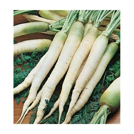 CAROTTE FOURRAGERE BLANCHE COLLET VERT - 20G - Graines
