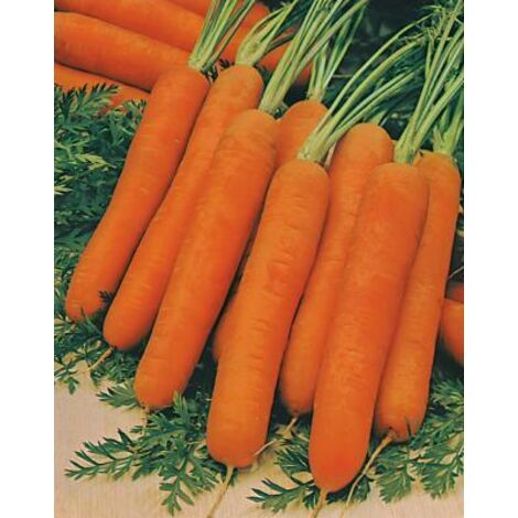 CAROTTE NAIROBI HF1 - Graines de légumes - 1000 GRAINES