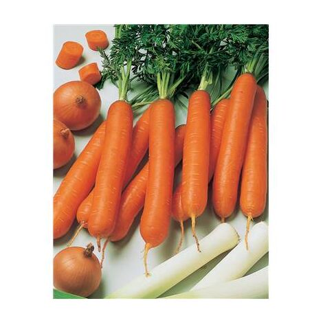 CAROTTE NANTAISE 2 AMELIOREE GRAINES & POTAGER