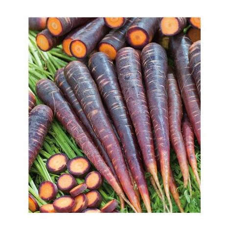 CAROTTE PURPLE HAZE F1 - Graines de légumes - 1000 GRAINES