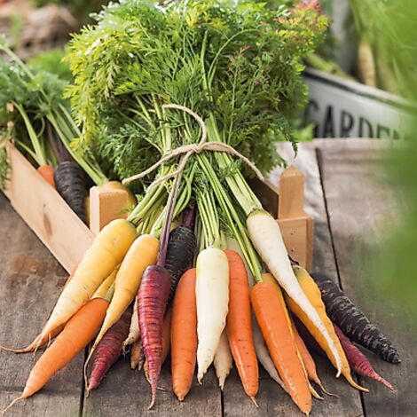 CAROTTES EN MELANGE F1 - Graines de légumes - 1000 GRAINES