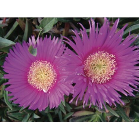 Carpobrotus Acinaciformis
