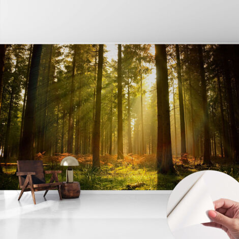 Carta da parati autoadesiva - Fotomurale adesivo - design elegante - stile moderno - Mattina nel bosco 416x254 cm