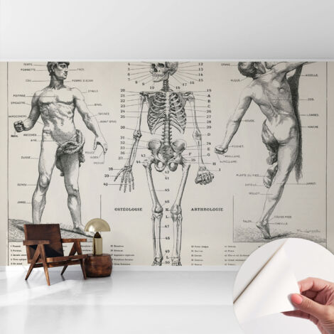 Carta da parati autoadesiva - fotomurale - alta qualità - per la cucina - camera da letto - Anatomia classica 416x254 cm